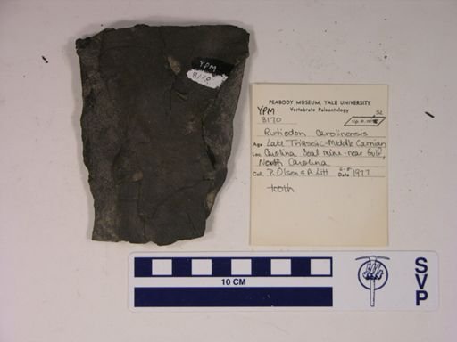 Rutiodon carolinensis