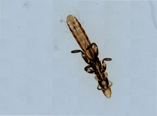 Columbicola columbae