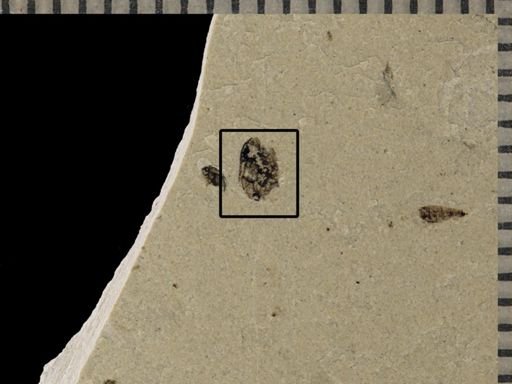 undet. Coleoptera
