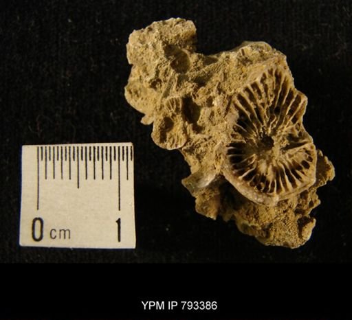 undet. Rugosa
