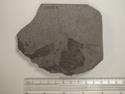 Eurypterus sp.