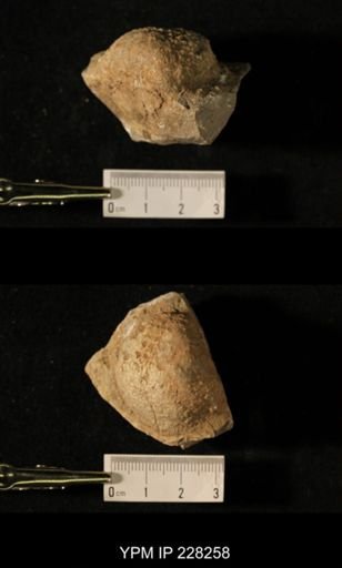 Juresania ovalis