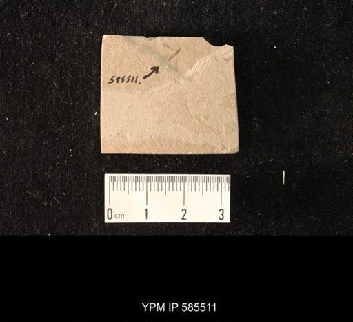 undet. Tipulidae