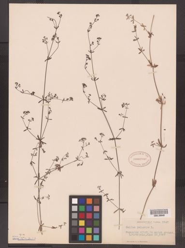 Galium palustre