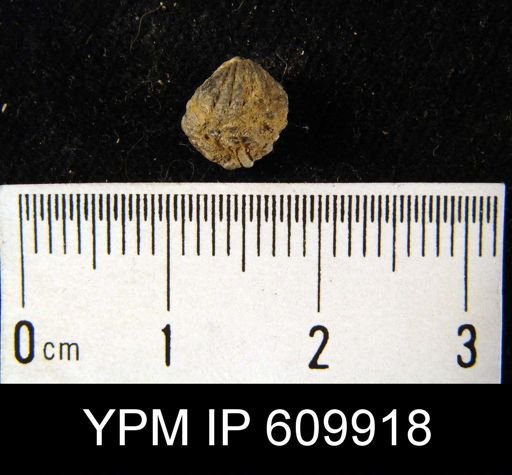 Camarotoechia cf. lamellata