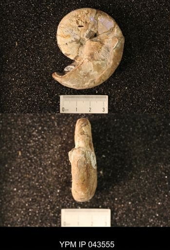 Hoploscaphites nicolletii