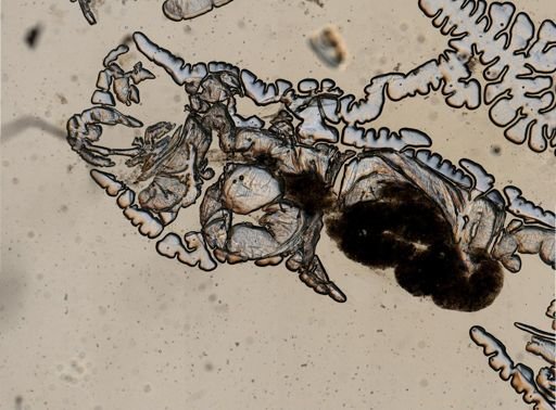 Parachironomus