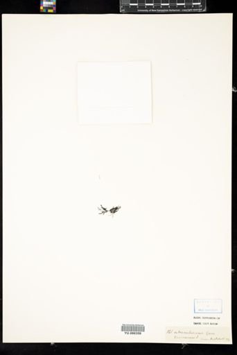 Polysiphonia atrorubescens