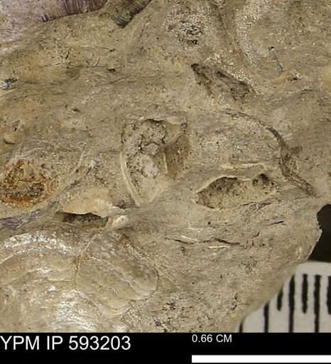 undet. Mollusca