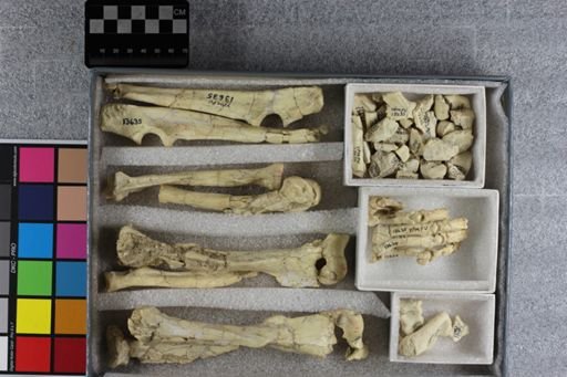 Hoplophoneus mentalis