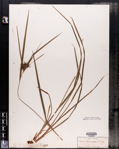 Carex intumescens