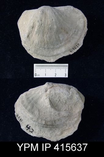 Derbyia sp.