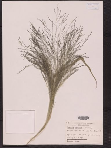 Panicum capillare