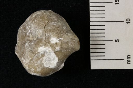 Composita trilobata