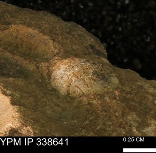 Protocardia subquadrata