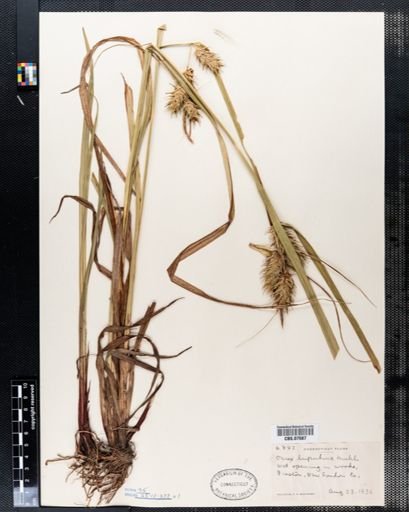 Carex lupulina