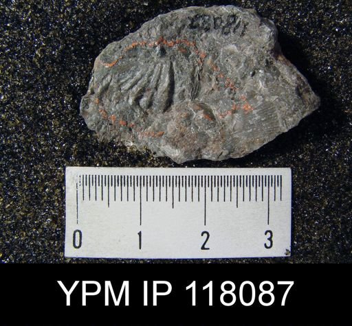 Spirifer subsulcatus
