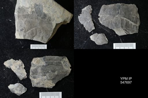 undet. Eurypterida