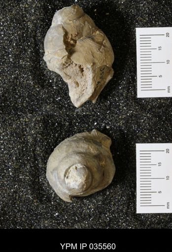 Campeloma harlowtonensis