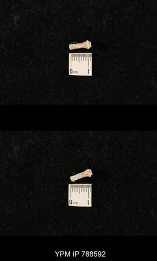 taxon undetermined