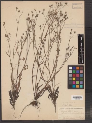 Crepis capillaris