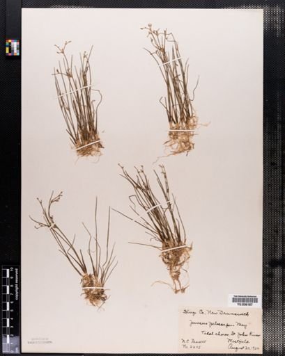 Juncus pelocarpus