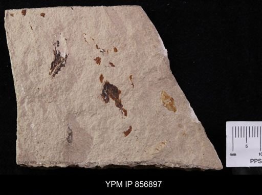 Callichimaera perplexa