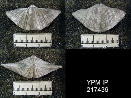 Spirifer cameratus