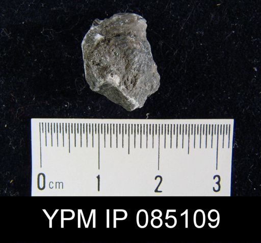 Uncinulus wilsoni saffordi