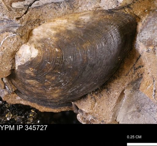 Limopsis striatopunctatus