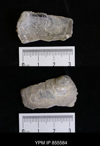 undet. Ostreidae