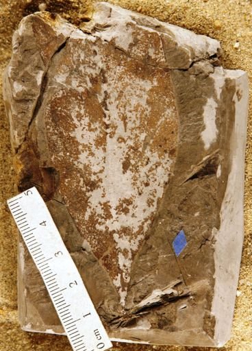 Andromeda parlatorii