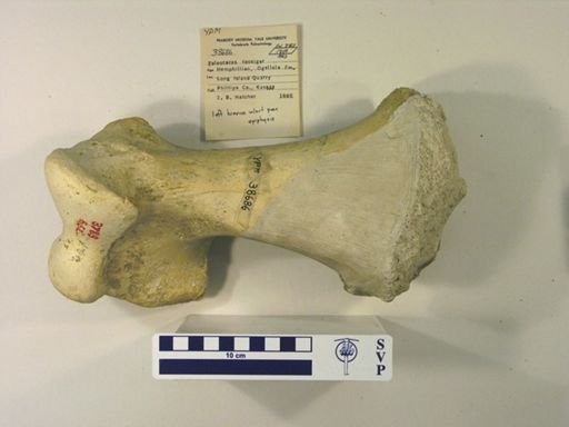 Teleoceras fossiger