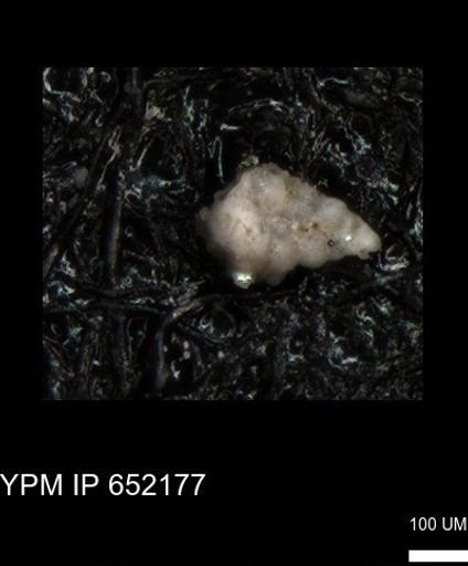 undet. Heterohelicidae