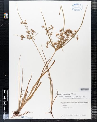 Cyperus dentatus