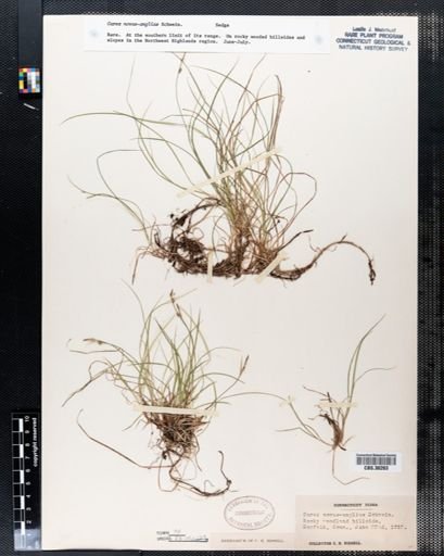 Carex novae-angliae