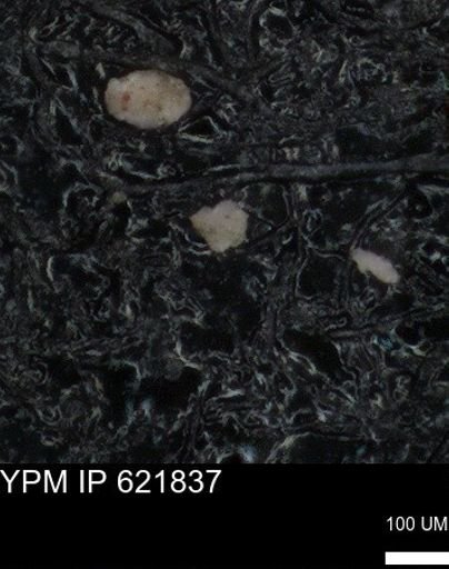 undet. Foraminiferida