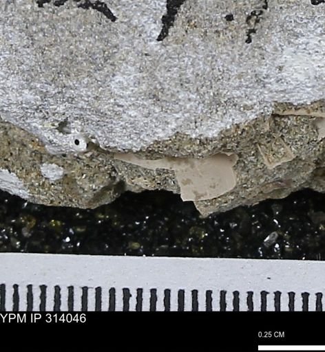 undet. Mollusca