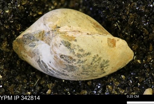 Limopsis striatopunctatus