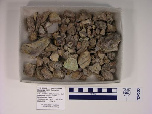 Phytosauridae
