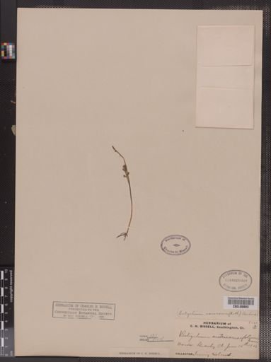 Botrychium