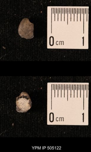 Ambocoelia planoconvexa
