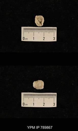 undet. Brachiopoda