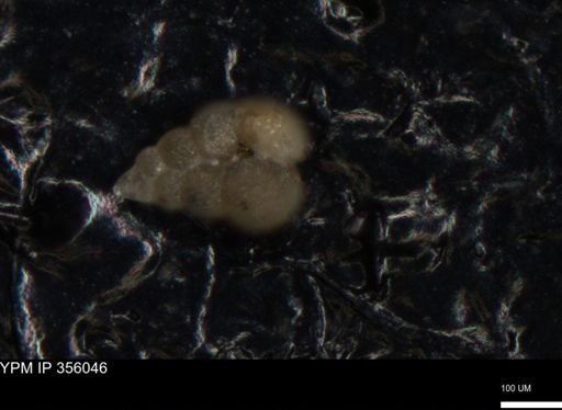 undet. Foraminiferida