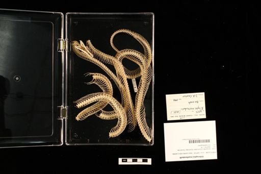 Orthriophis moellendorffi