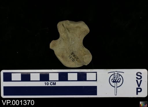 Clidastes sp.