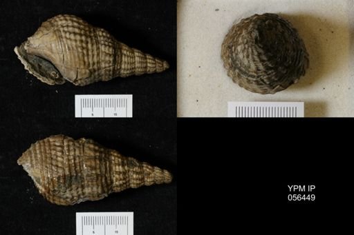 Anchura substriata