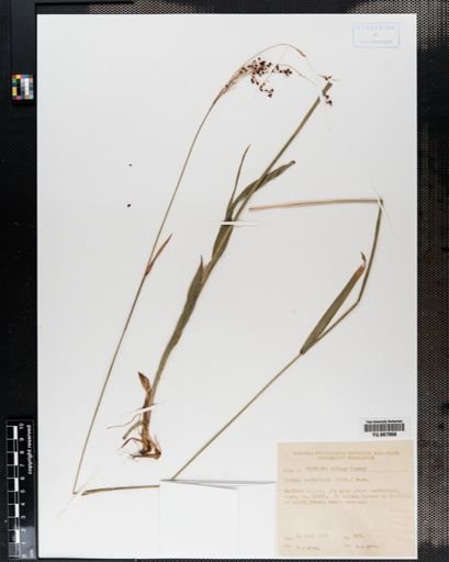 Plantae