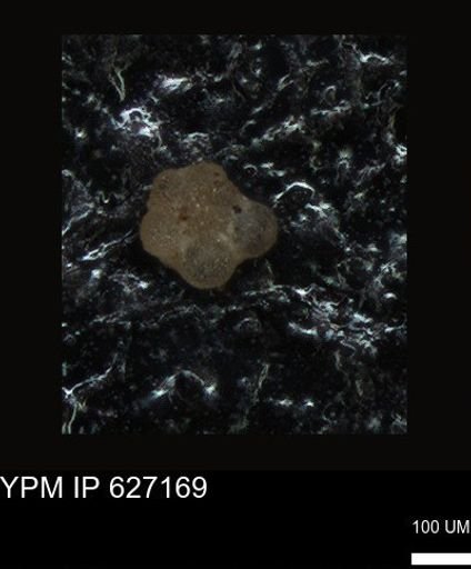 undet. Foraminiferida