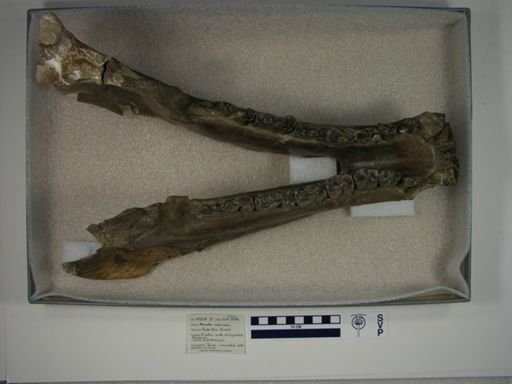 Nesodon imbricatus